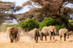 14 Days Kenya Wildlife And Beach Vacation Tour Packages